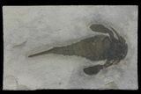 Eurypterus (Sea Scorpion) Fossil - New York #173012-1